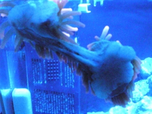 My Rose sea anemone Splitting