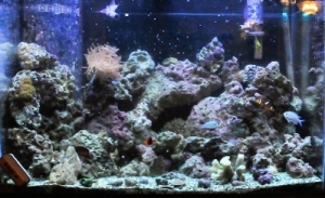 65gal