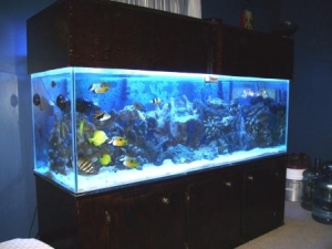 My Tank Dec 09
