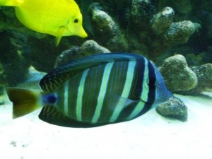 Sailfin