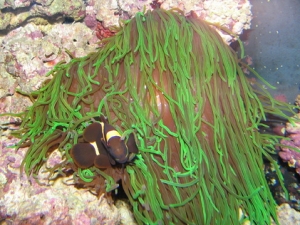 Maroon clown in my ever growing nem.
