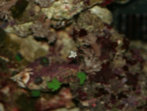 Closer view of mini starfish
