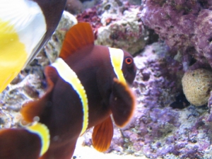 022 maroon clown