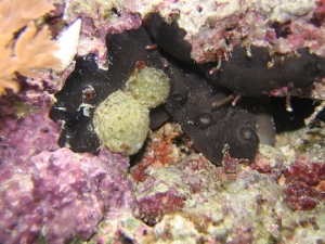 025 tunicates