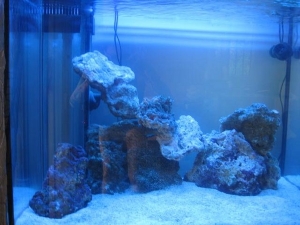 New aquascaping with lights on