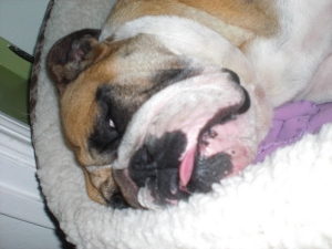 Bella asleep