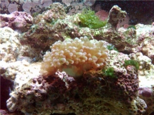 Frogspawn