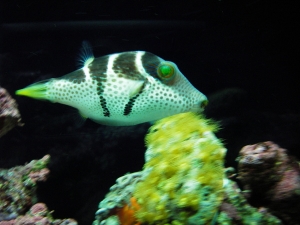 fish 1 078