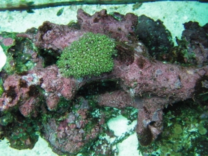 fish 1 081