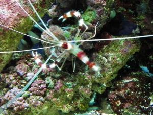 fish 1 073