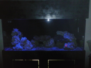 Photo0241[1]