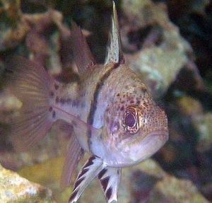"Darwin" - Cardinal Fish