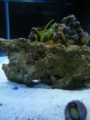 Black Footed Snail hard at work