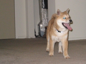 smilin' pup