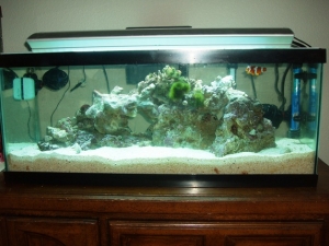 After move new rock work and sand