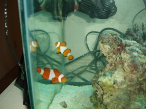my 2 clowns