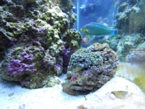 Bad wrasse pic