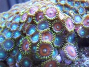 zoa close up