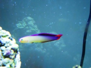 purple firefish