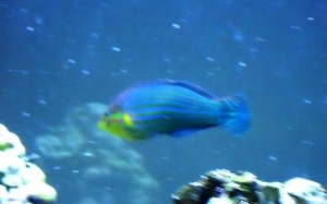 DSCN0229