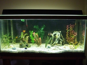 This is it so far, a weakly brackish tank for the benefit of my favorite fish Draco the Dragon Goby, he's now about 6" long and can grow to 2'...yup will need a bigger tank eventually.

This picture was taken before the addition of a large rock and a su