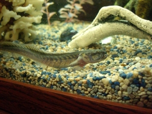 My fatty Goby, Draco, he's such a pig.
