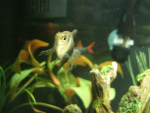 What'cha Lookin' At. This is Diablo, formerly known as Grumpy, he just got a new girlfriend, Angel. For a supposedly peaceful species this specimen is mean...killed off several other fish I tried to put in the 10 gallon tank with him at different times, o