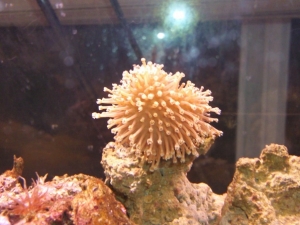 gotta great deal on this mushroom i figuared what the heck.....lets see if i can keep it