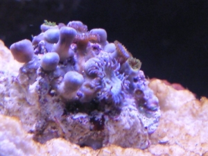zoa sameas mushroom too good a  deal to pass