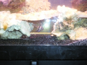 my cardinal