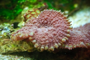 Mushroom1