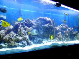 Tank New Rock 2 1 10