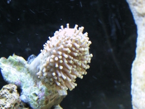 new T5 lighting  on my mushroom 2 3 10