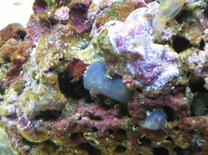 some sponges and sea squirts