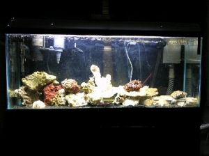 new T5 ho lighting 2-3-10