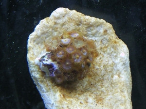 new light really made my zoa openup