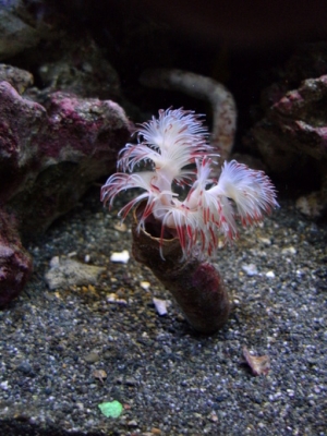 Coco Worm