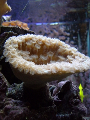 Cup Coral