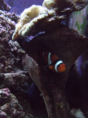 My Clown Fish!!