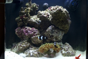 Becca's Reef 007 small