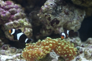 Becca's Reef 010 small