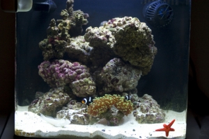 Becca's Reef 014 small