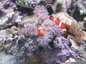 Clowns
