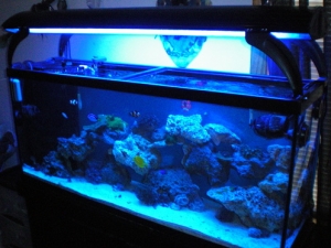 My fishy tank