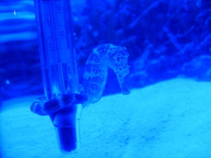 seahorse 1