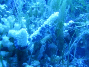 seahorse 2