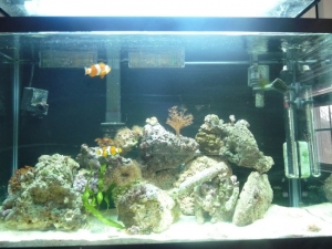 the tank on its 4th week, in my hands that is lol, its been up and running for around 8 months now