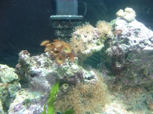 some coral, star polyp, giant button polyps,