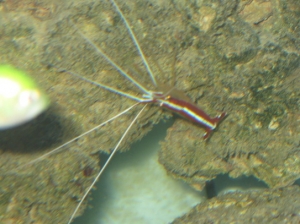 my coral banded shrimp