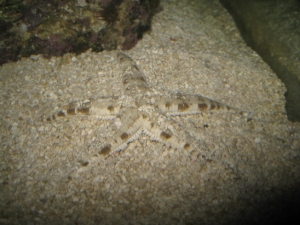 my sandsifter starfish... doing a great job btw.